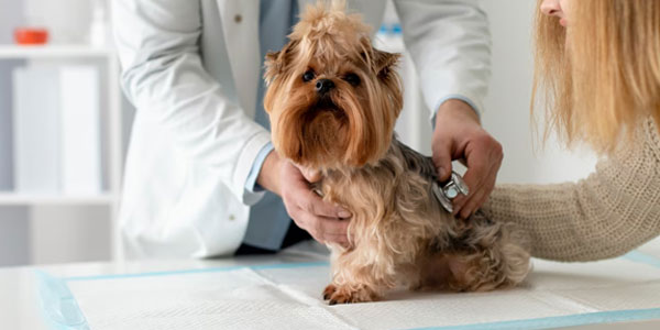 consultas veterinárias