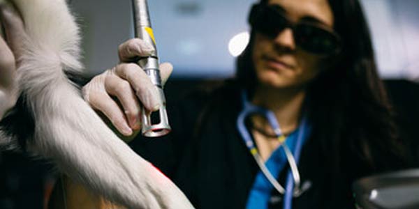 laserterapia para animais de estimação