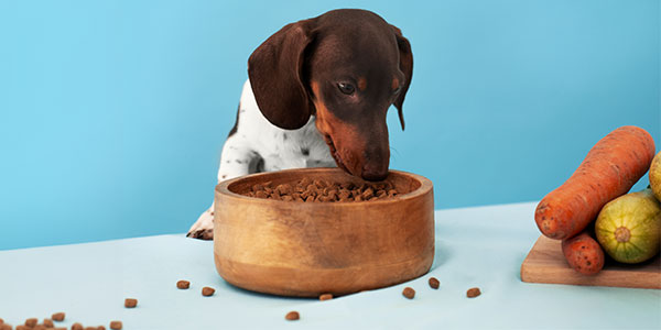 nutrição para animais de estimação
