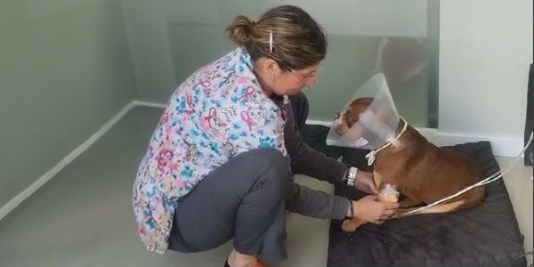 ozonoterapia para animais de estimação