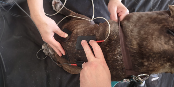 analgesia ou electroestimulação para animais de estimação