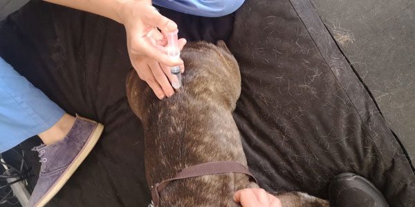Injeção para vertebral de ozono para animais de estimação