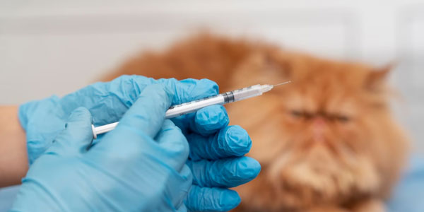 vacinação para animais de estimação